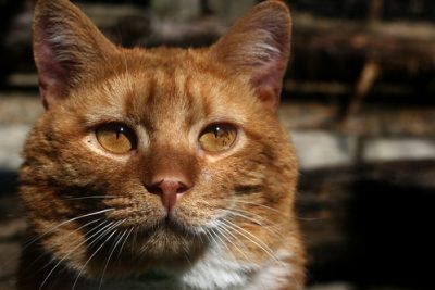 sad-looking orange cat