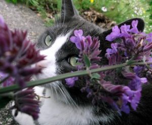 Cat with catnip flower