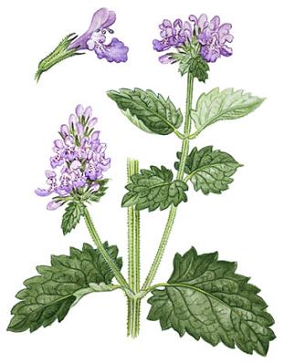 Color drawing of a catnip plant
