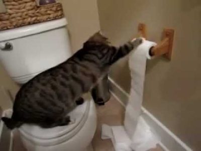 Tiger cat unrolling toilet paper
