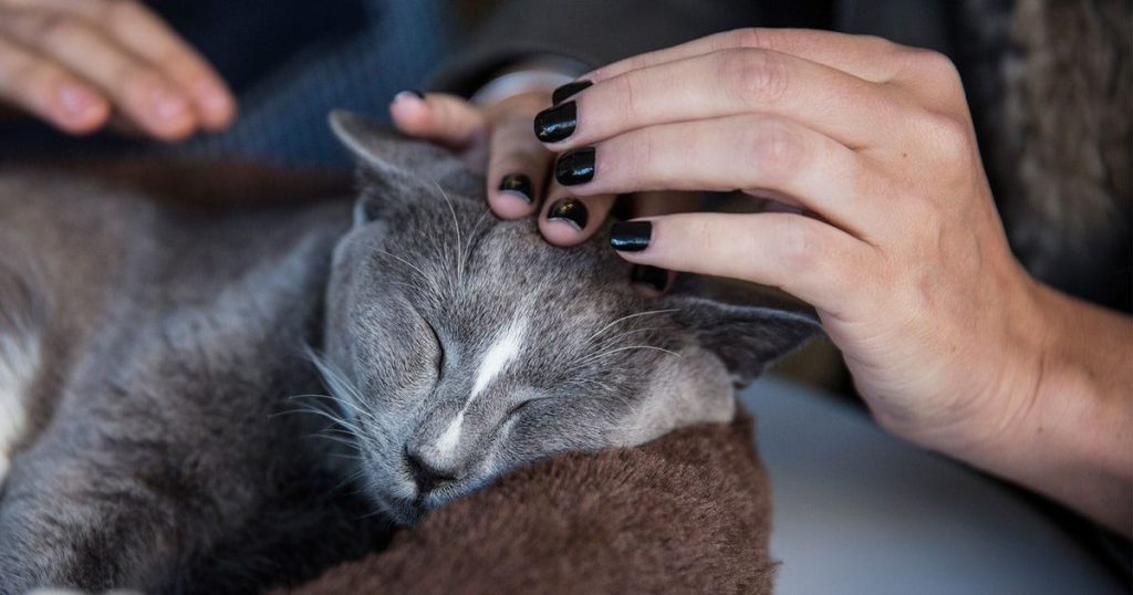 Grey cat petting spree