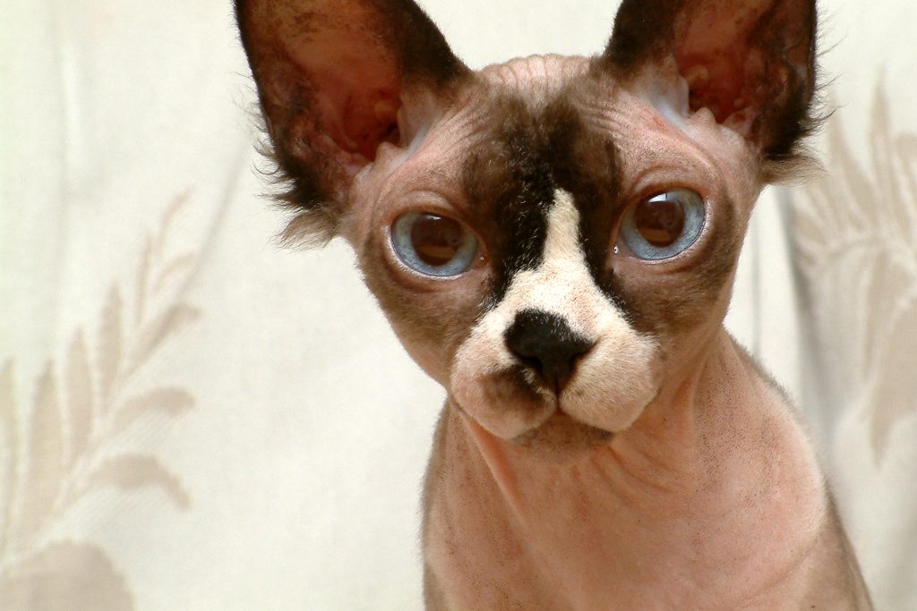 Sphynx cat