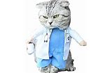 cat in doctor's outfit