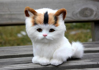 White kitten with unusual markings