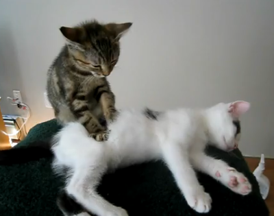 Tiger kitten giving massage to white kitten