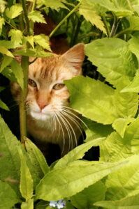 Cat in a wild place