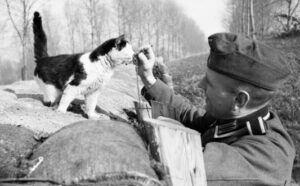 soldier feeding cat