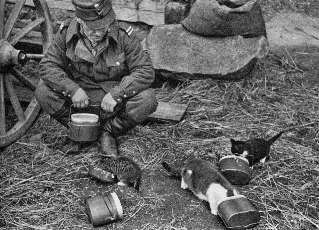 Soldier feeding cats