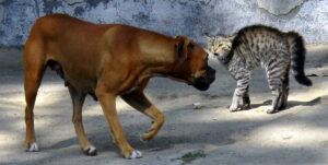 Cat and dog confrontation