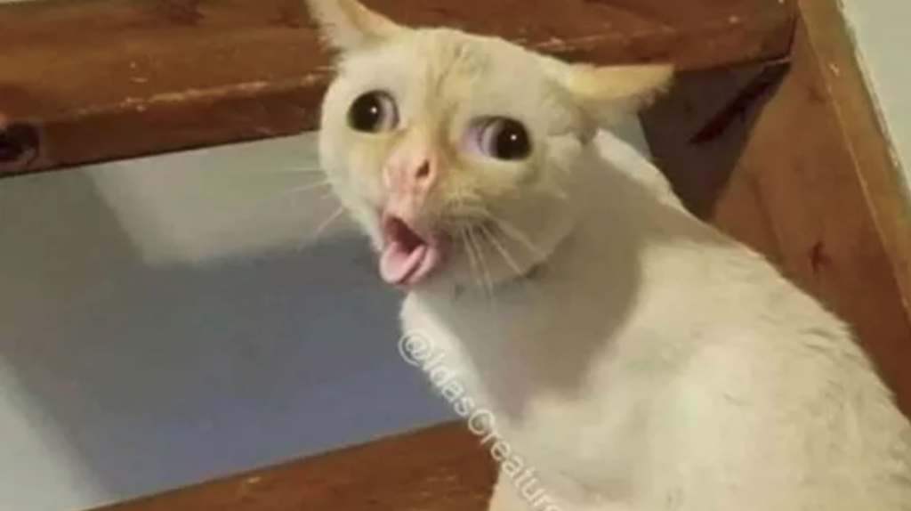 White cat with mouth open like it's saying something