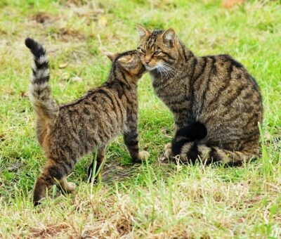 Cats communicating