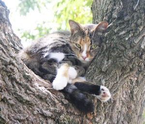 Cat in tree