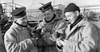 soldiers petting cats