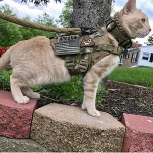 cat in military garb