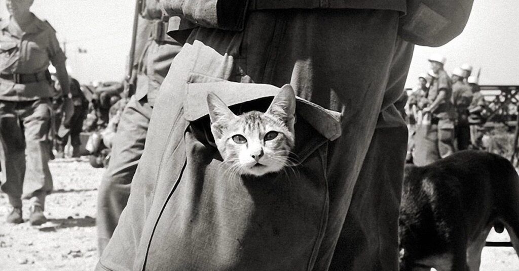 Cat in soldier's pocket