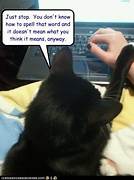 Cat criticizing a human's spelling