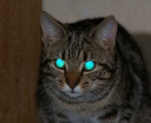 glowing cat's eyes