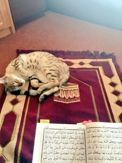 Muhammad's cat