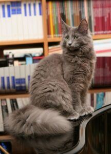 Grey cat sitting