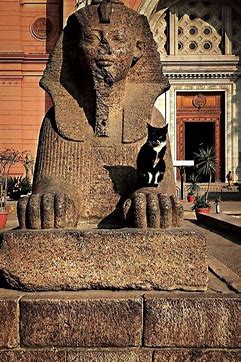 Tuxedo cat sitting on ancient statue