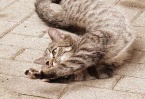 Stretching cat