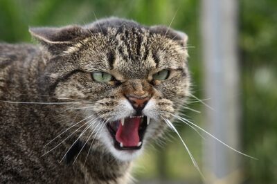 Aggressive cat