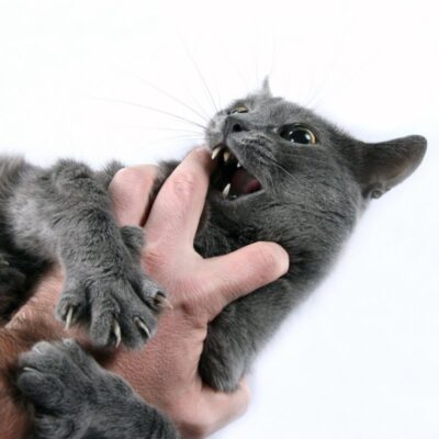 Cat biting