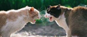 Two cats arguing