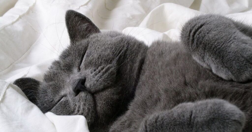 Grey cat sleeping