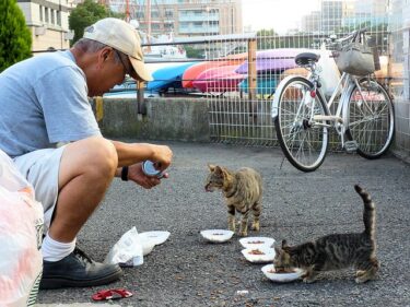 man feeding cats