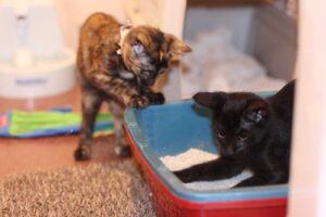 Litter box time