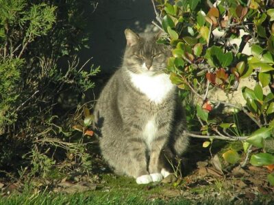 Grey cat, some black stripes, white bib, sitting in shrubbery