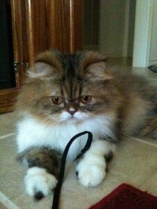 Cat playing with cord