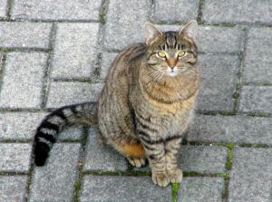 Grey and black sriped cat