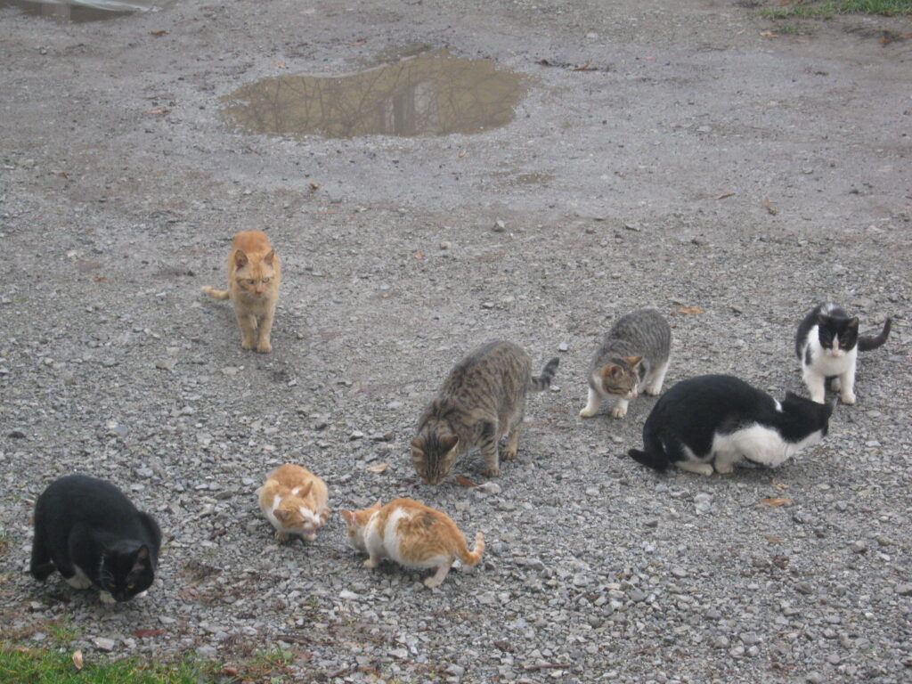 A herd of cats