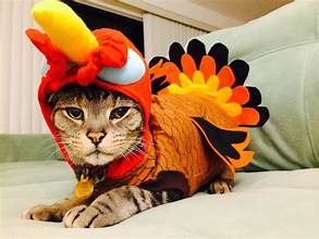 Cat in turkey costume
