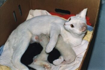 Mother cat with kittens