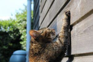 Cat scratching wall