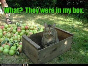 Cat sitting in box, apples outside it