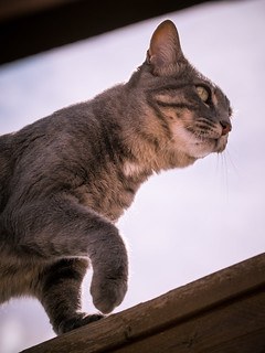 Grey striped cat walking narrow railing