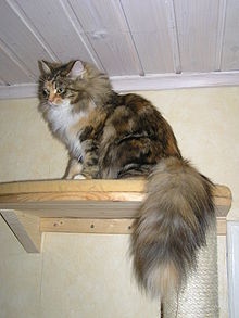 Tri-colored cat with plume of tail