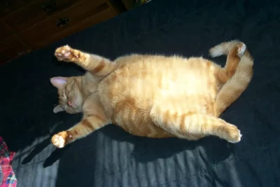 Fat cat lying on back