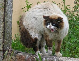 Hunched up, mad cat; long-haired Siamese breed