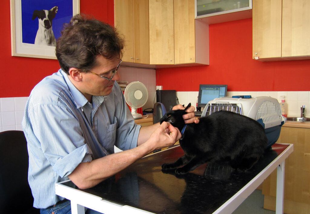 Man treating cat
