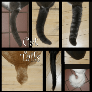 Six different cat tails