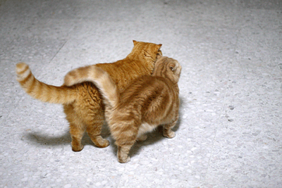 Two orange cats walking, one with tail draped over the other