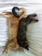 Orange cat, tortoise cat lying back to back, tails forming heart