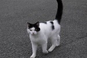 White cat, black spots and tail, tail upright