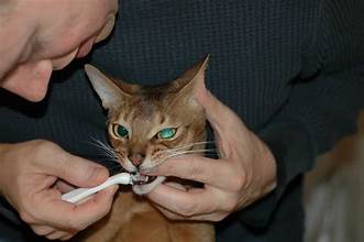 Man brushing cat's teeth