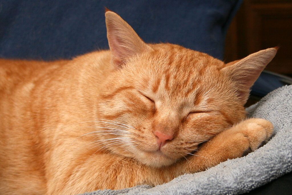 Old orange cat sleeping